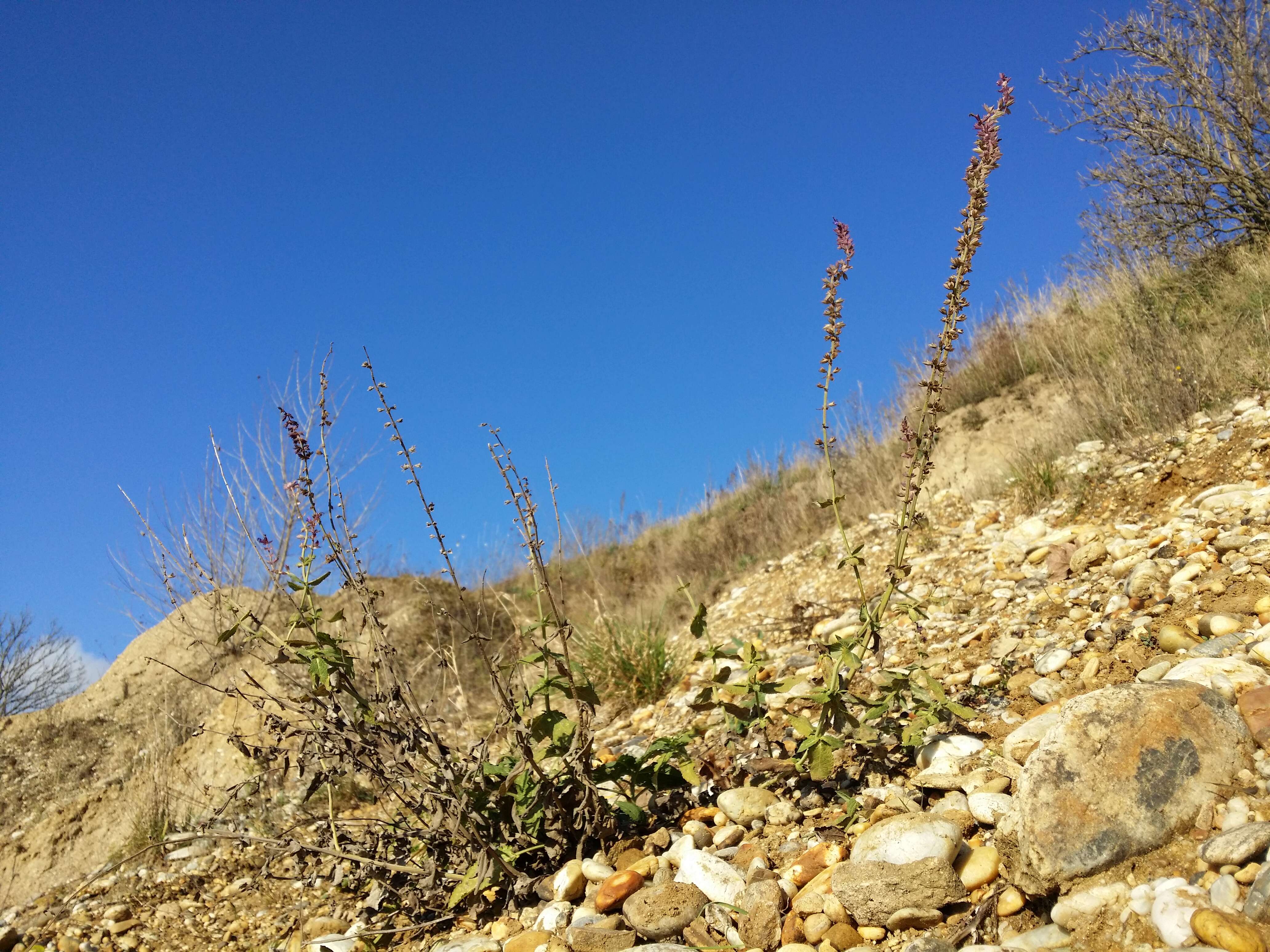 Imagem de Salvia nemorosa L.