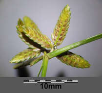 Image of Yellow Flat Sedge