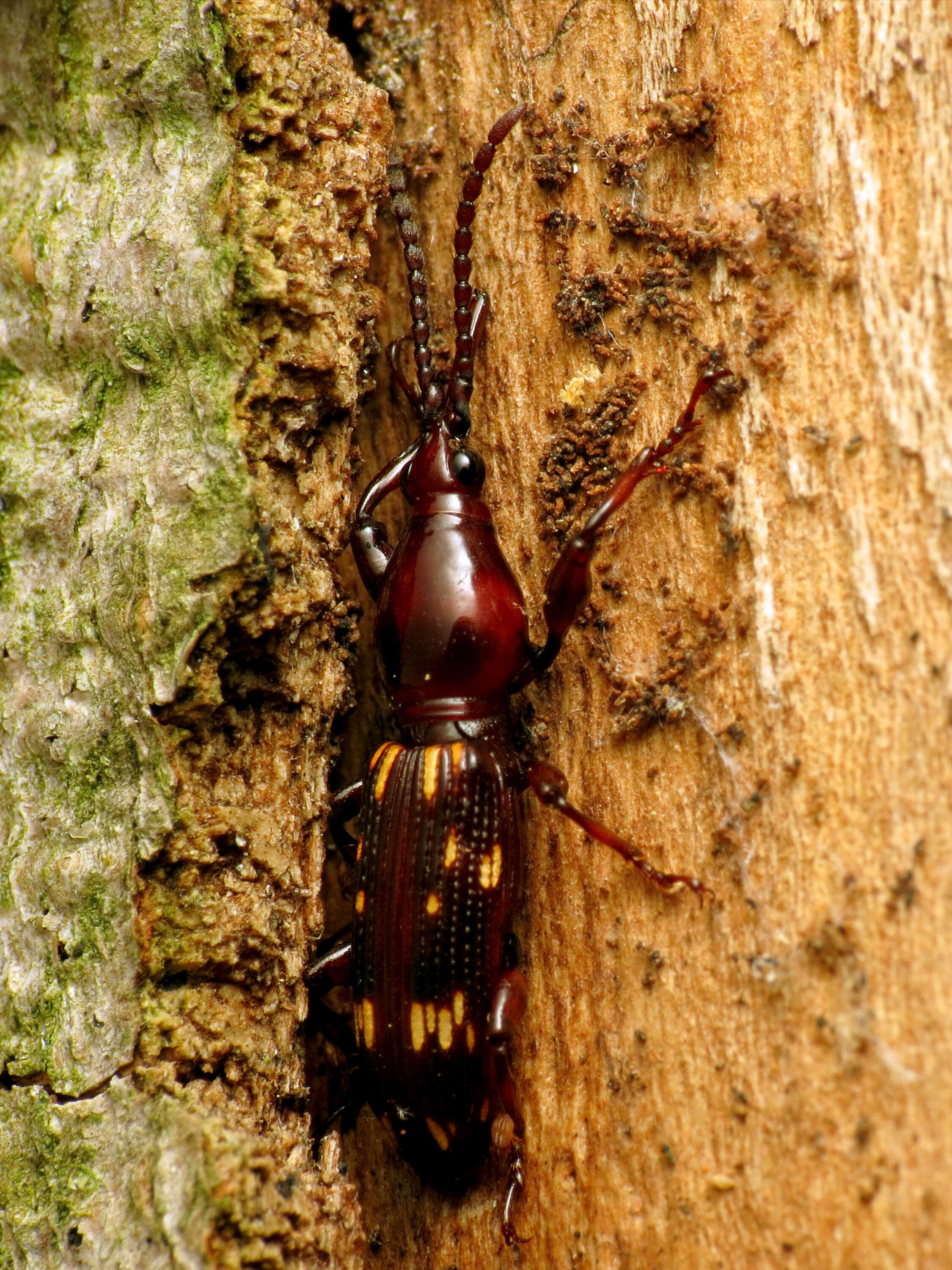 Image of Oak Timberworm