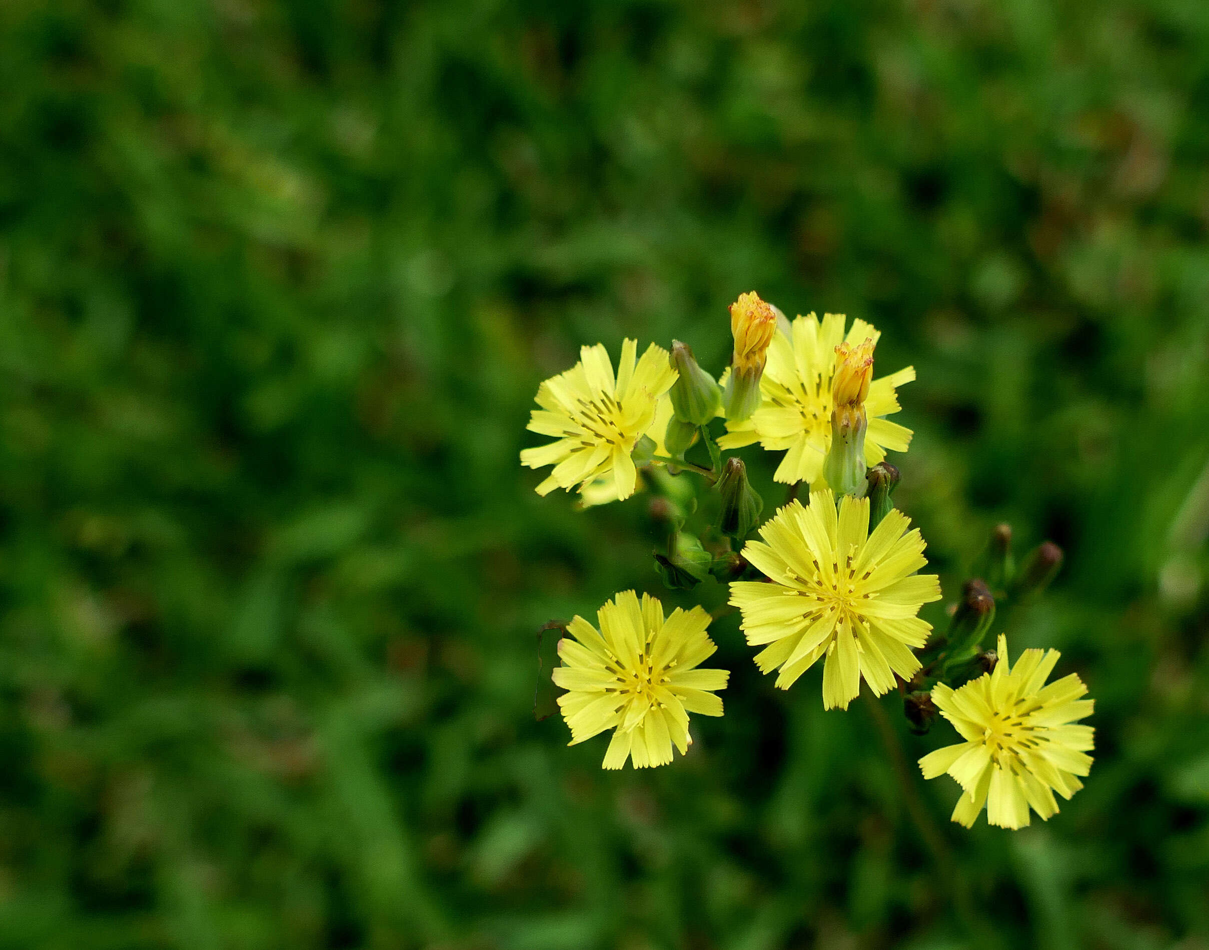 Image of Oriental false hawksbeard