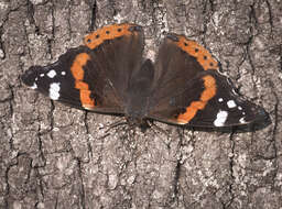 Image of Red Admiral