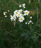 Image of corymbflower tansy