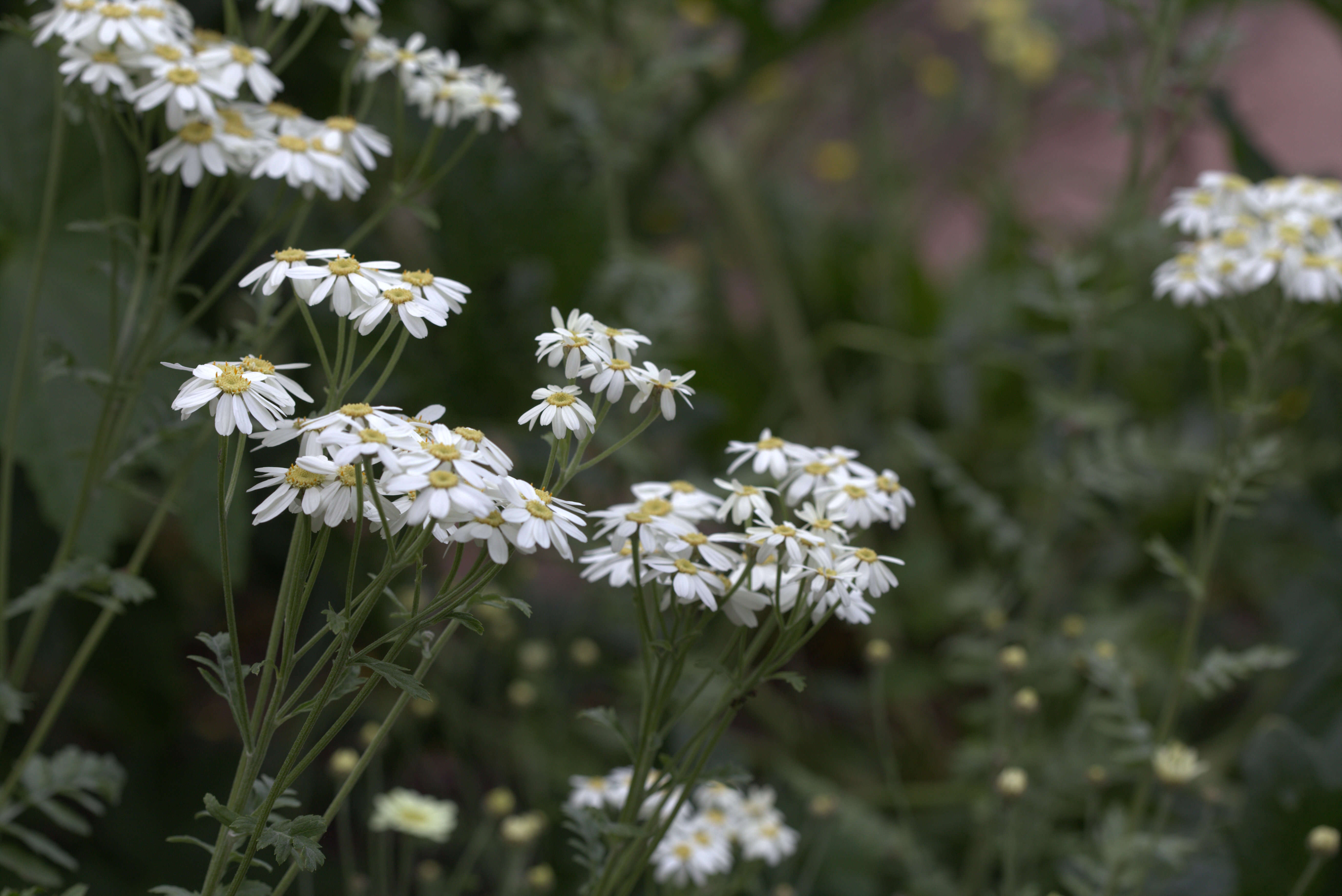 Image of corymbflower tansy