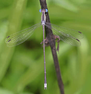 Image of Lestes patricia Fraser 1924