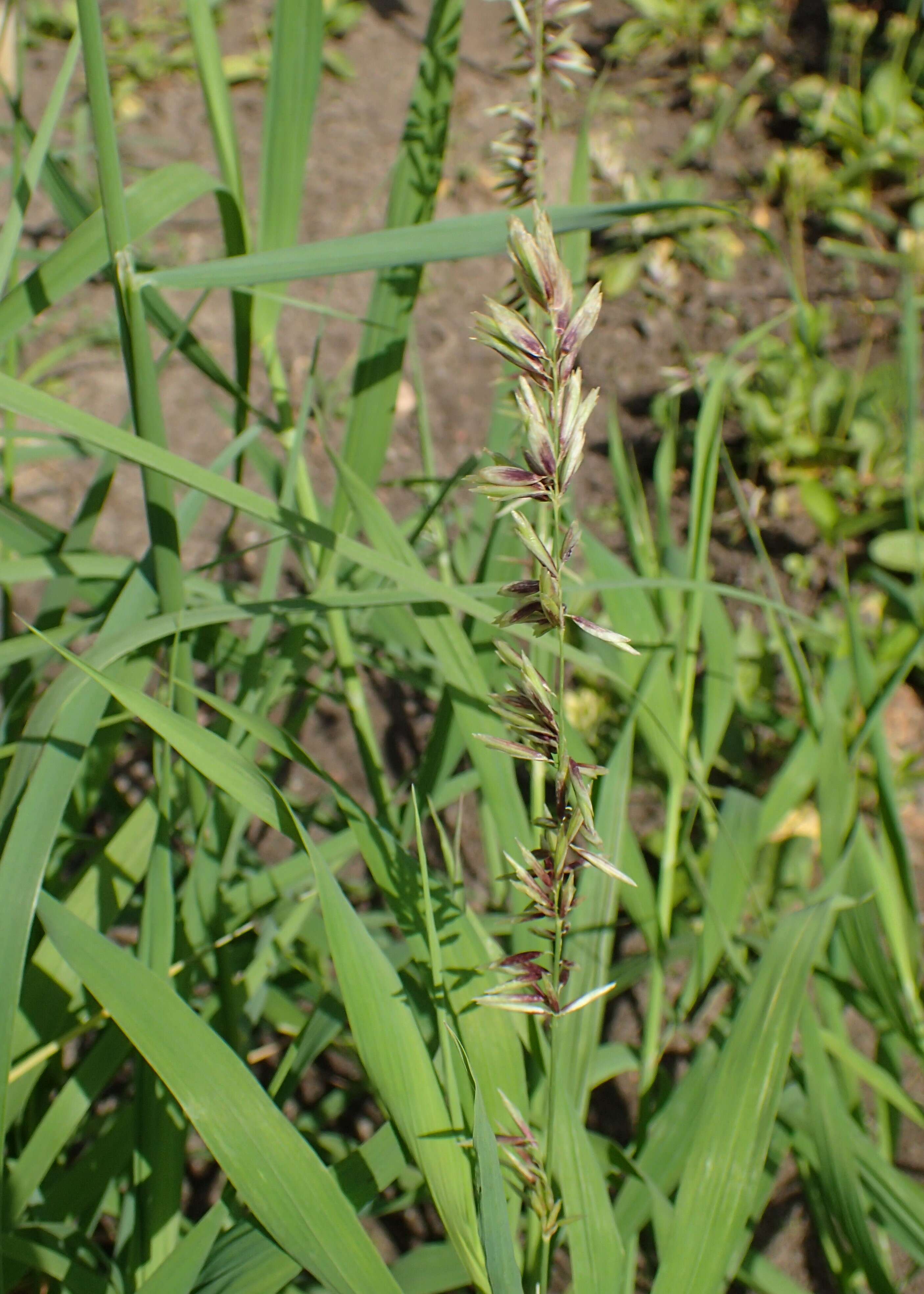 Image de Melica altissima L.