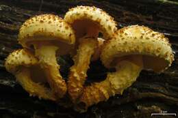 Image of Pholiota squarrosoides (Peck) Sacc. 1887