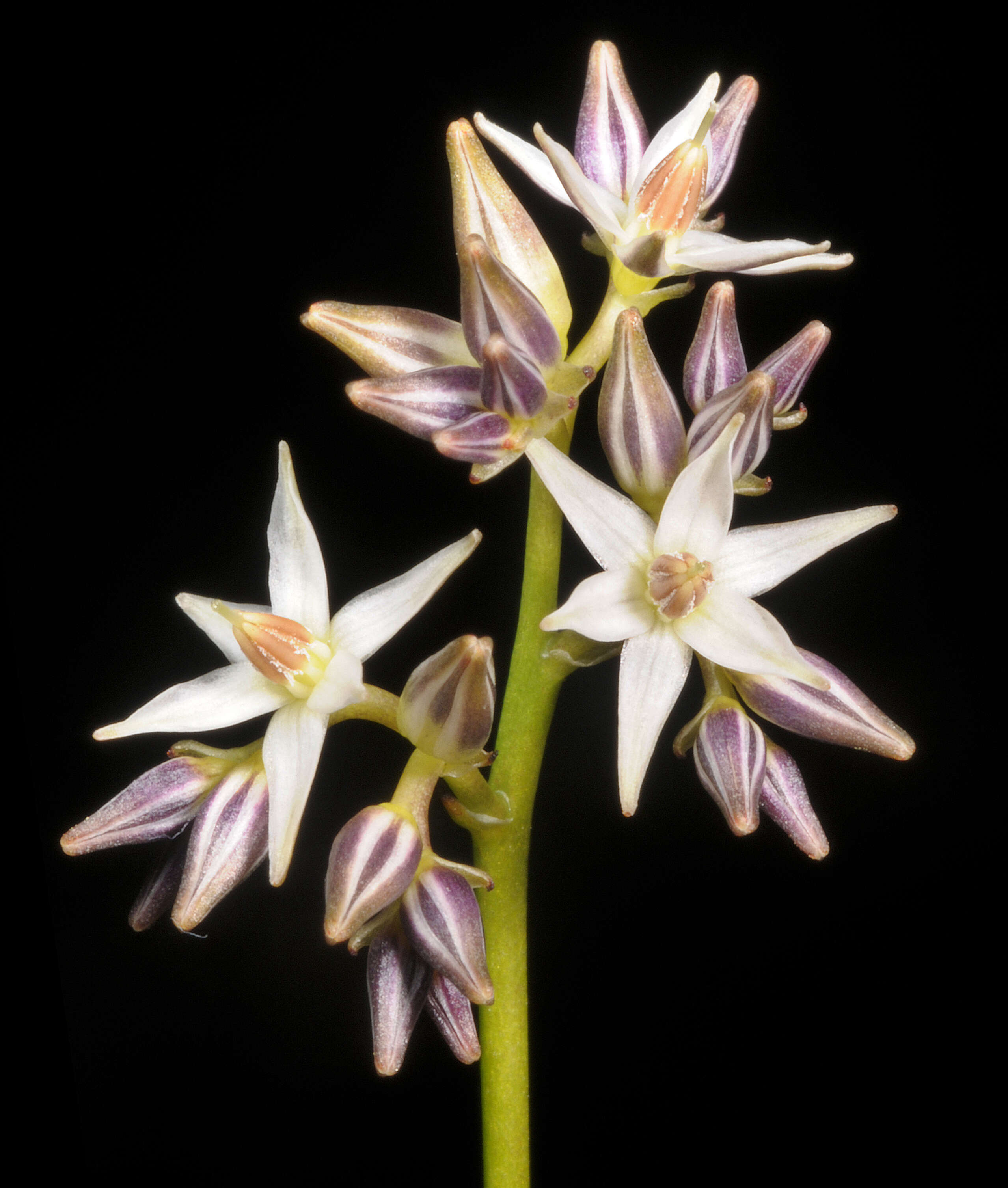 Image of Phlebocarya filifolia (F. Muell.) Benth.