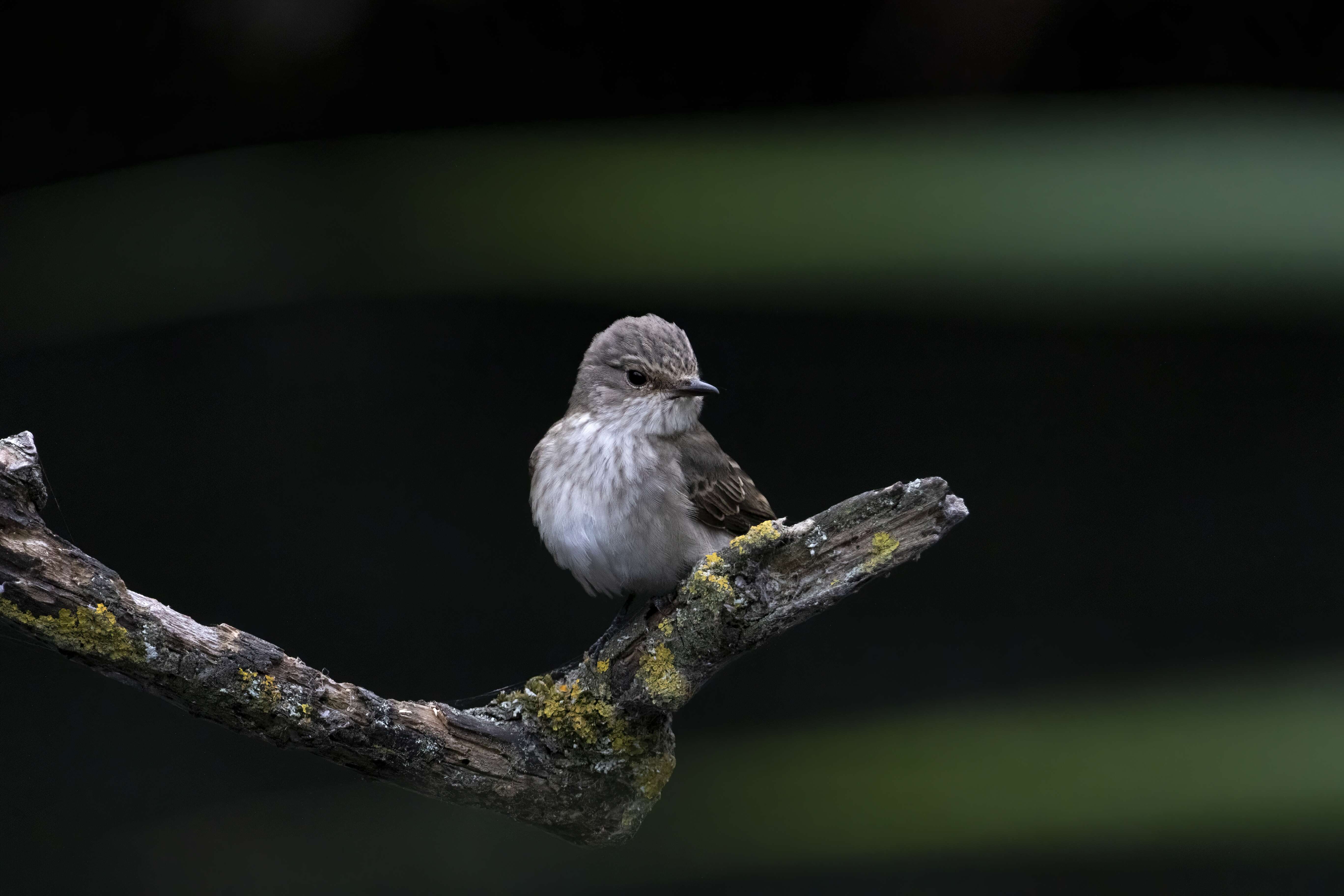 Image of Spotted Flycatcher