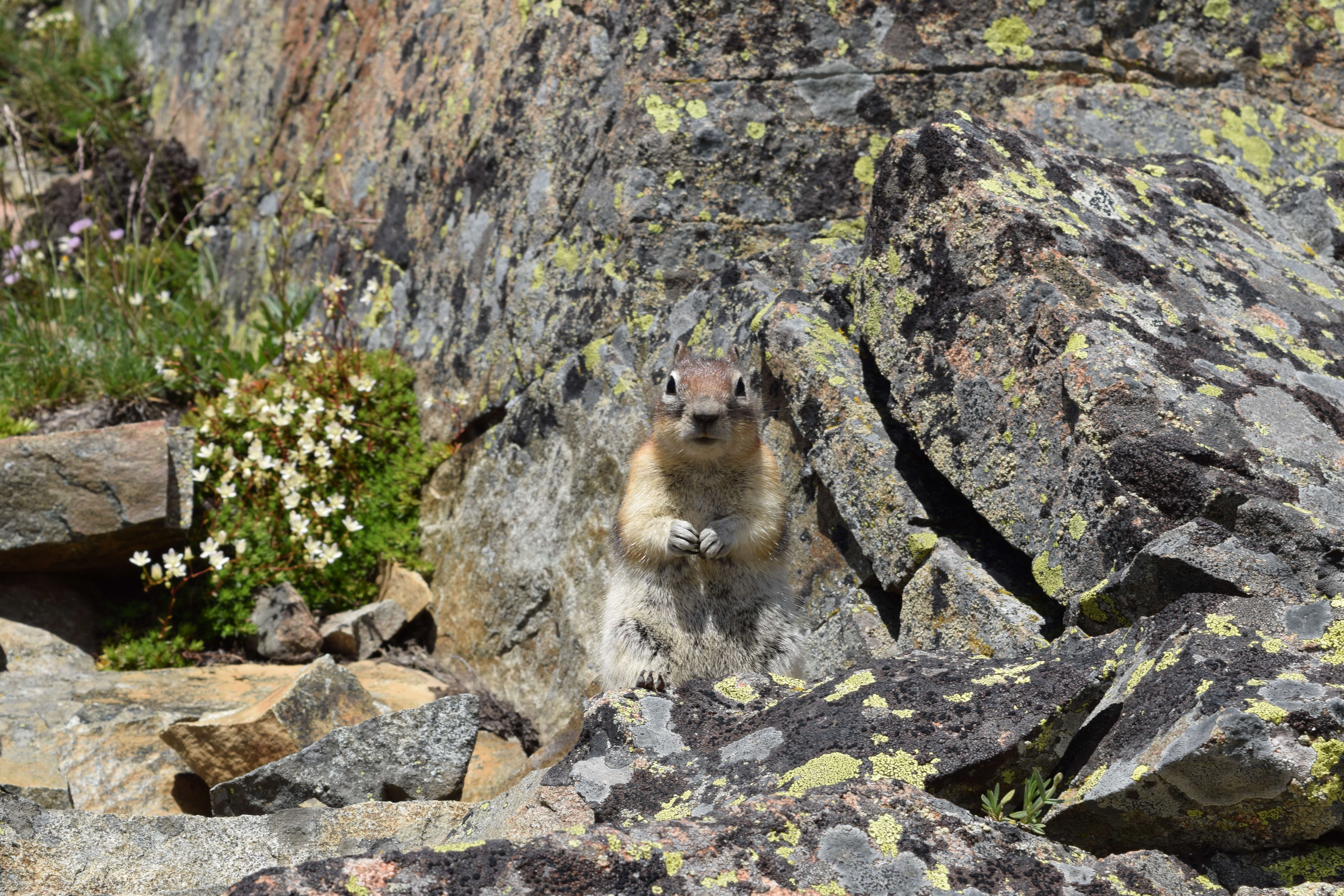 Callospermophilus Merriam 1897 resmi