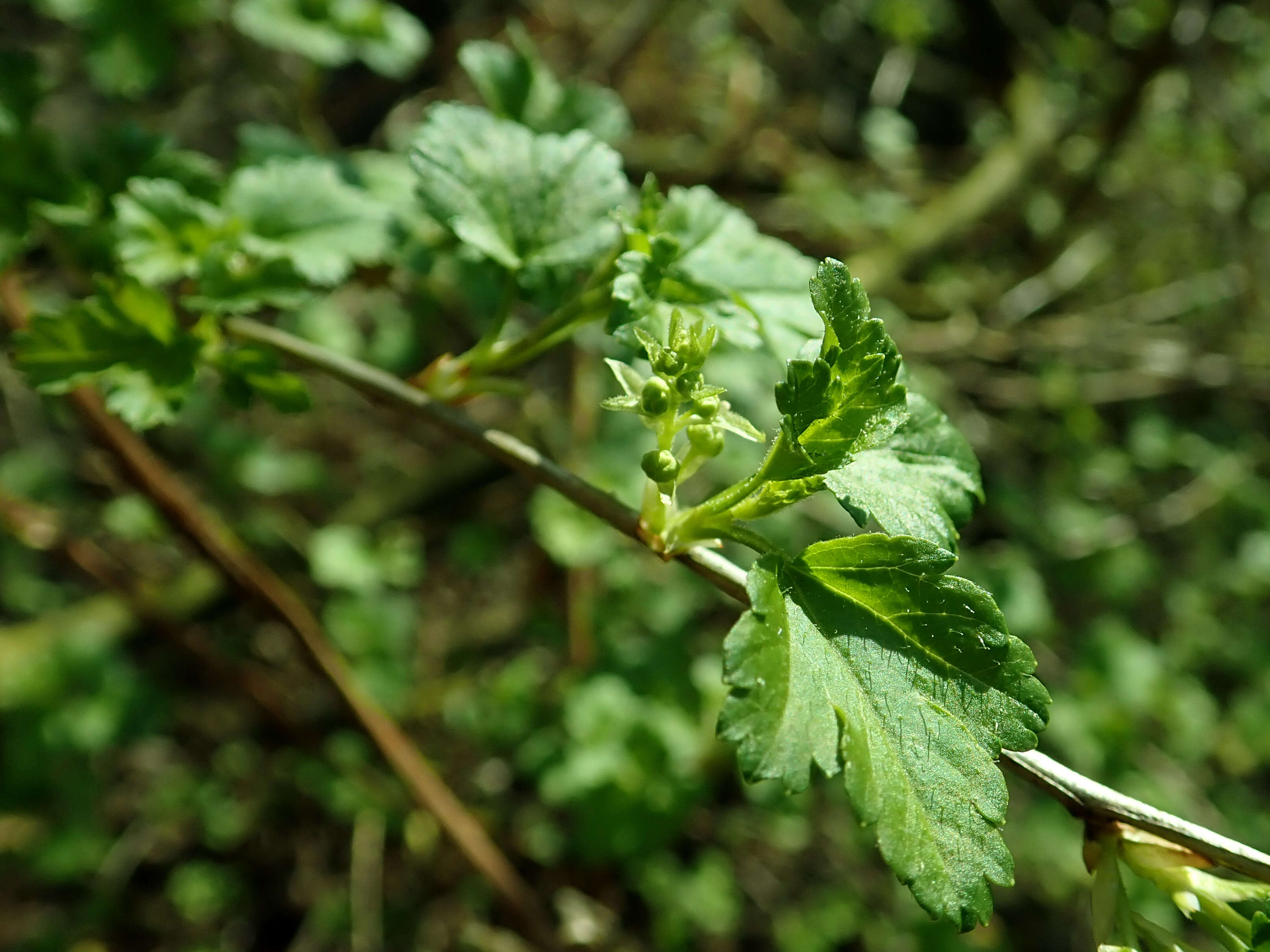 Image of Mountain Currant