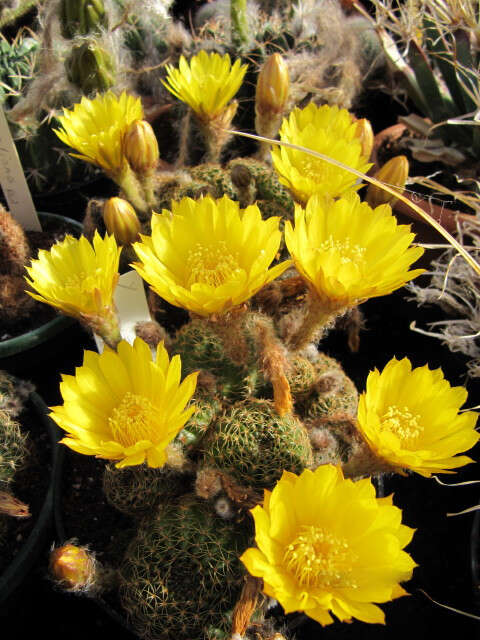 Image of Echinopsis arachnacantha (Buining & F. Ritter) H. Friedrich