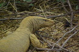 Image of Bengal Monitor Lizard