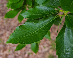 Image of Galcham oak