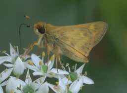 Atalopedes campestris Boisduval 1852 resmi