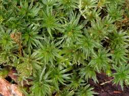 Image of undulate atrichum moss