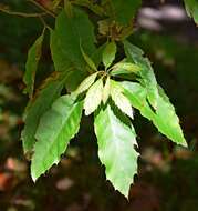 Imagem de Quercus xalapensis Bonpl.