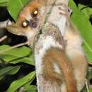 Image of Berthe's Mouse Lemur