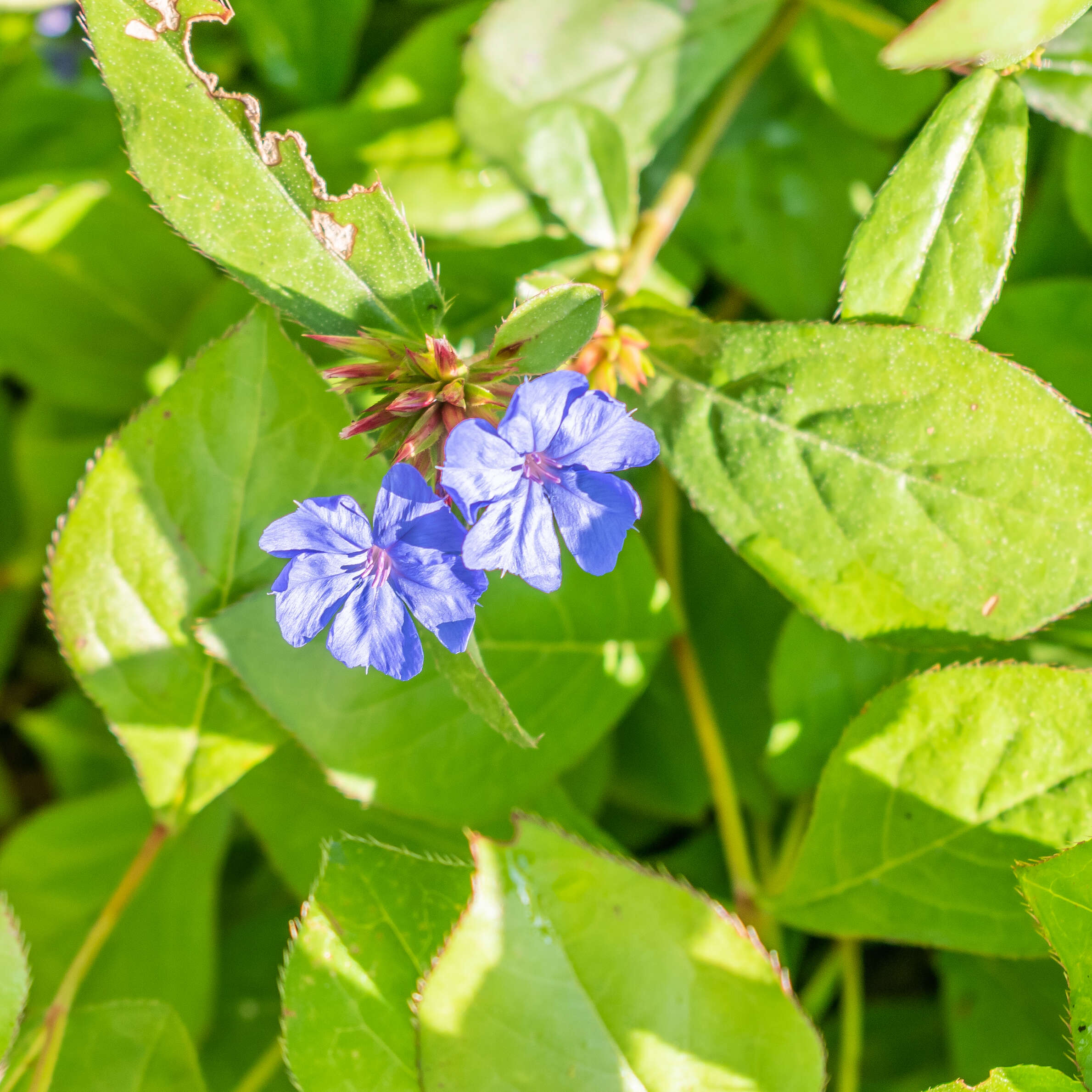 Image of blue leadwood