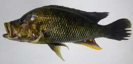 Image of Serranochromis