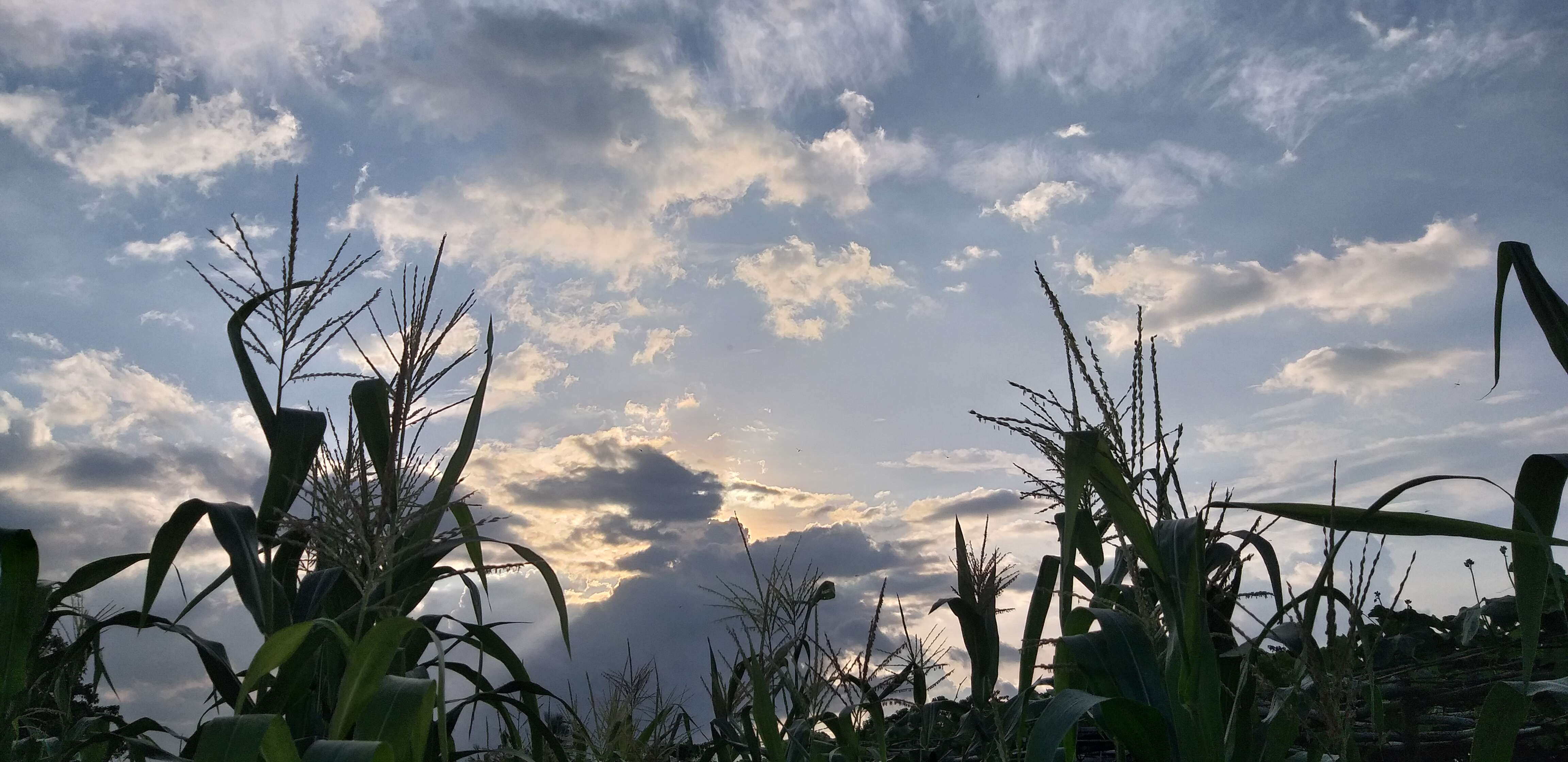 Image of Zea mays Saccharata