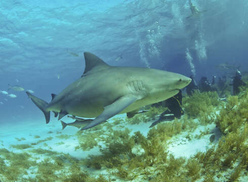 Image of Bull Shark