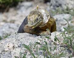 Image of Galapagos Land Iguana