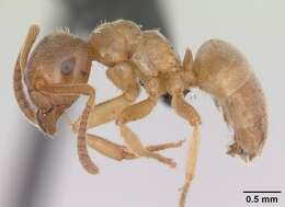 Image de Lasius mixtus (Nylander 1846)