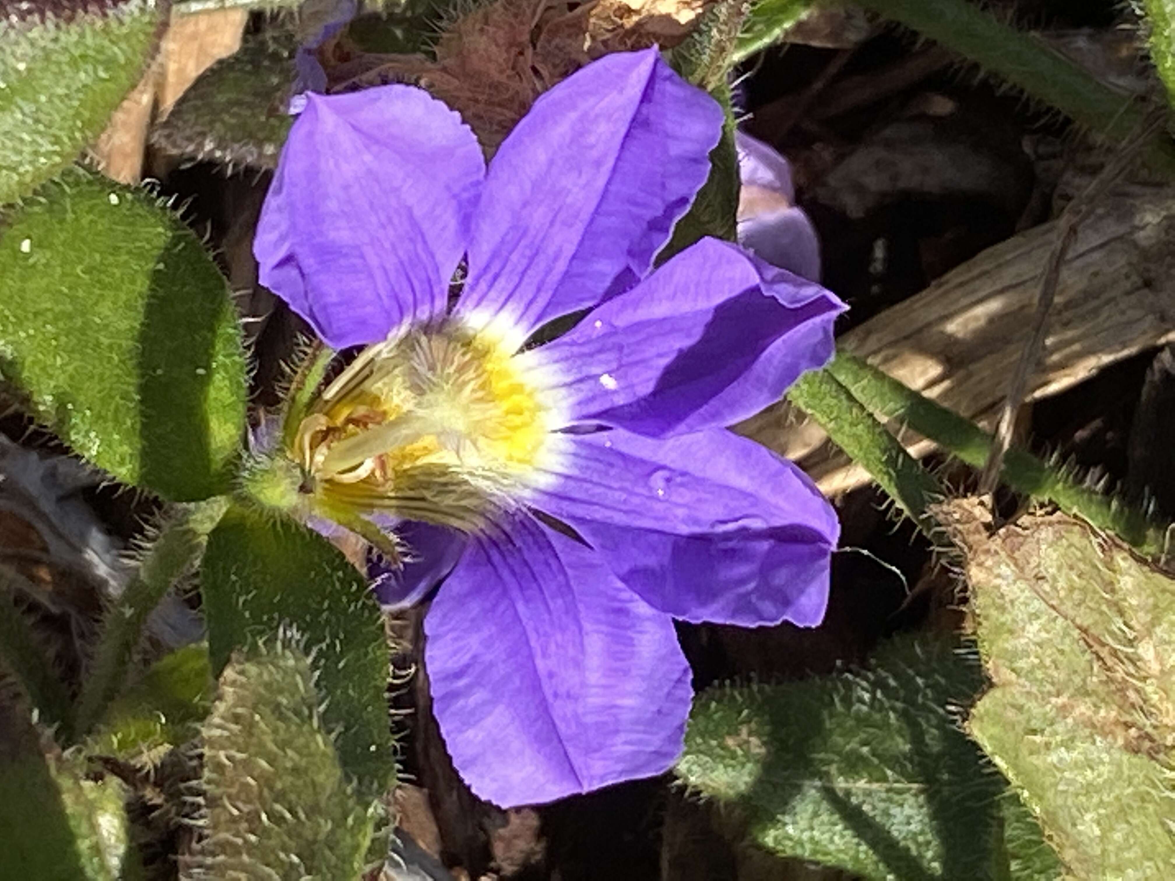 Imagem de Scaevola striata R. Br.