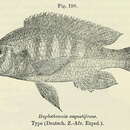 Image of Haplochromis angustifrons Boulenger 1914