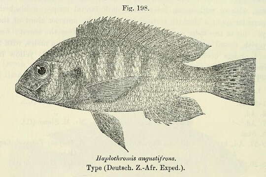 Image of Haplochromis angustifrons Boulenger 1914