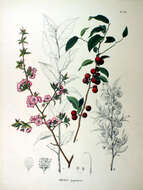 Plancia ëd Prunus japonica C. P. Thunb. ex A. Murray