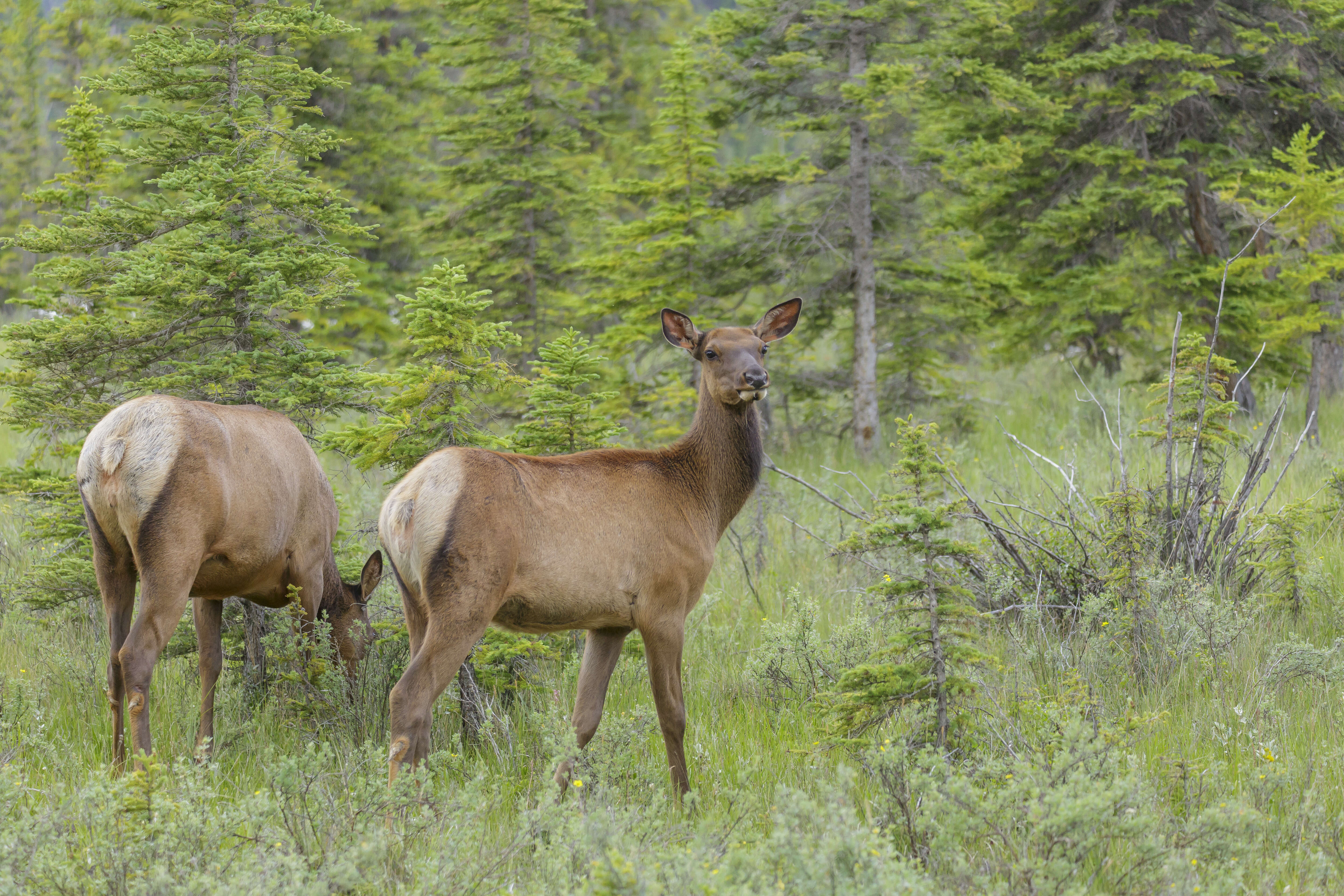 Image of Cervus canadensis nelsoni