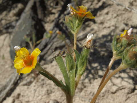 Image of Veatch's blazingstar