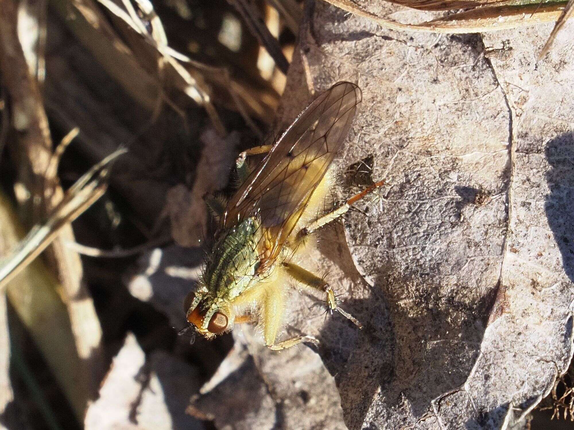 Image of Scathophaga stercoraria (Linnaeus 1758)