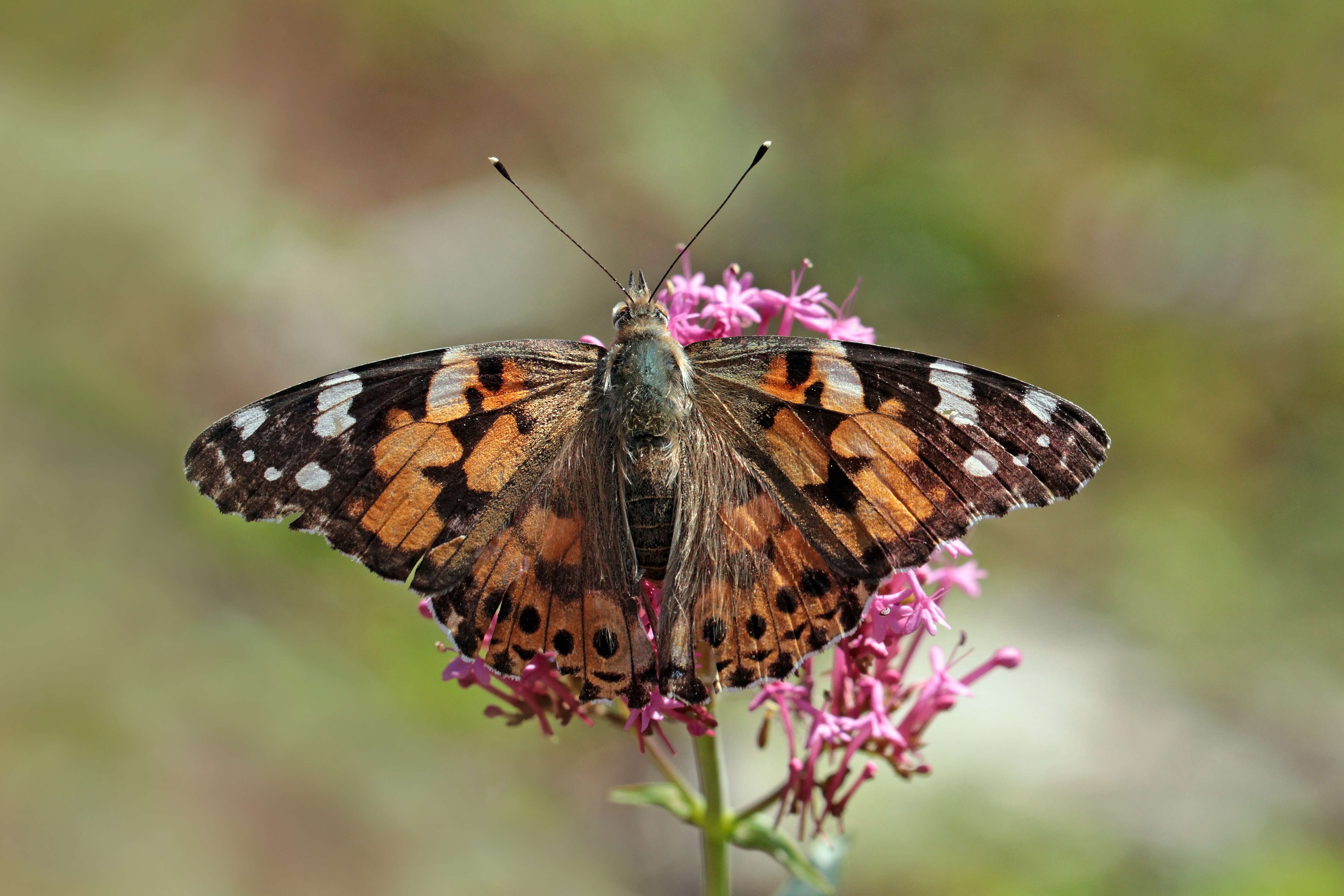 Image of Vanessa cardui