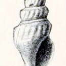 Image of Comitas halicyria (Melvill 1904)