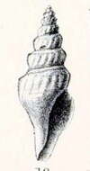 Image of Comitas halicyria (Melvill 1904)