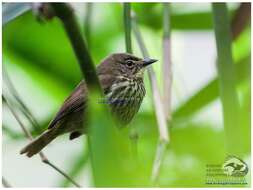 Image of Luzon Striped Babbler