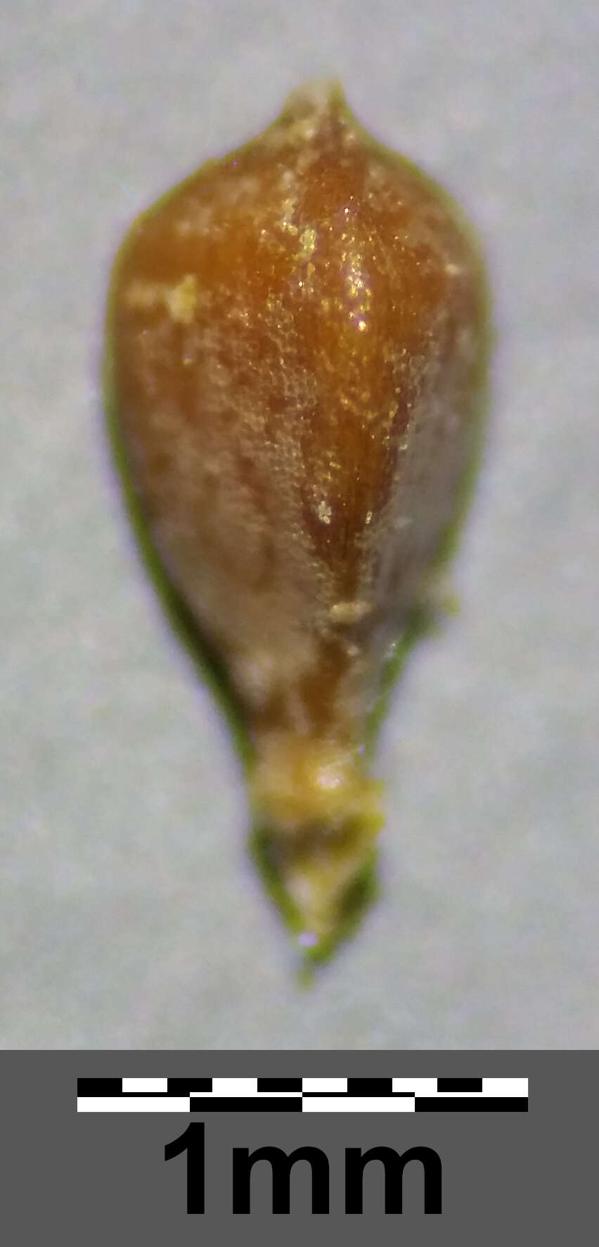 Image of Carex viridula