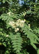 Image of Sorbus koehneana C. K. Schneid.