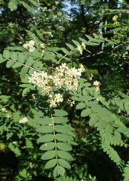 Imagem de Sorbus koehneana C. K. Schneid.