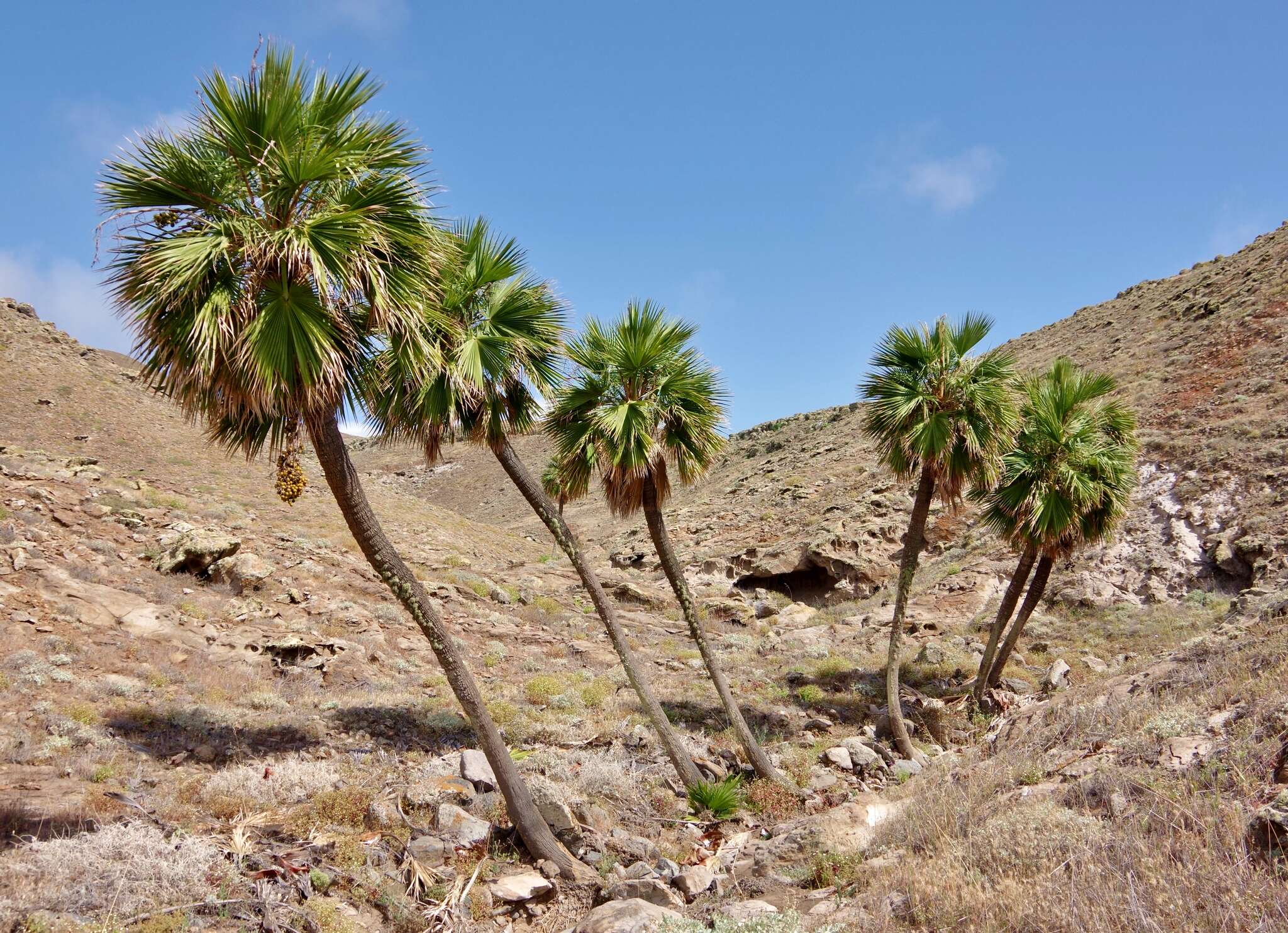 Image of Guadalupe palm