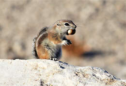 Image of white-tailed antelope squirrel