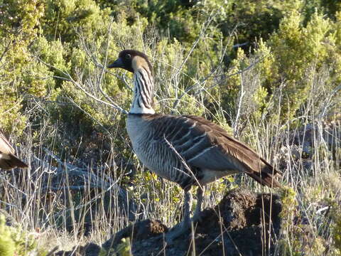 Plancia ëd Branta sandvicensis (Vigors 1834)