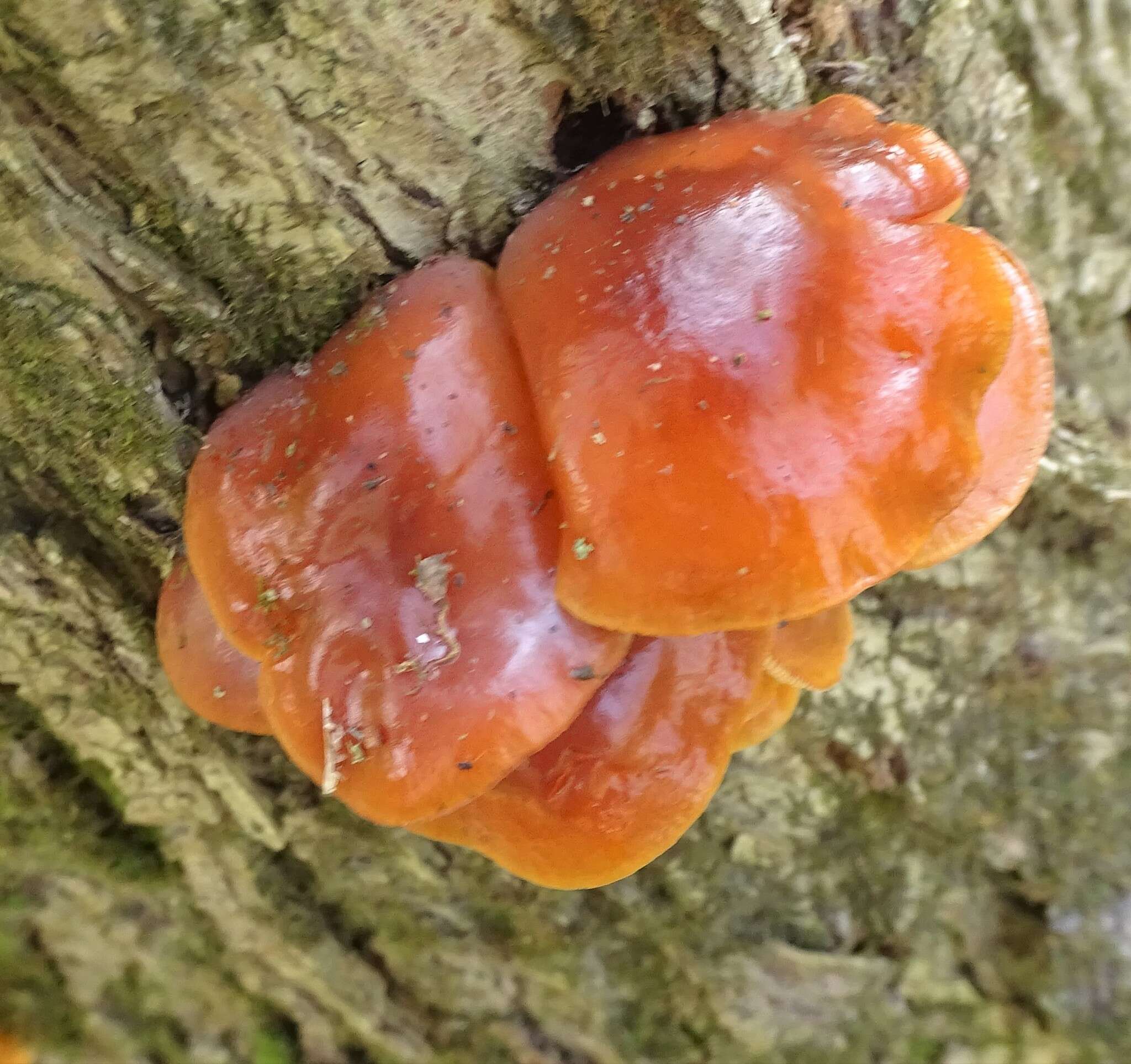 Plancia ëd Flammulina velutipes (Curtis) Singer 1951