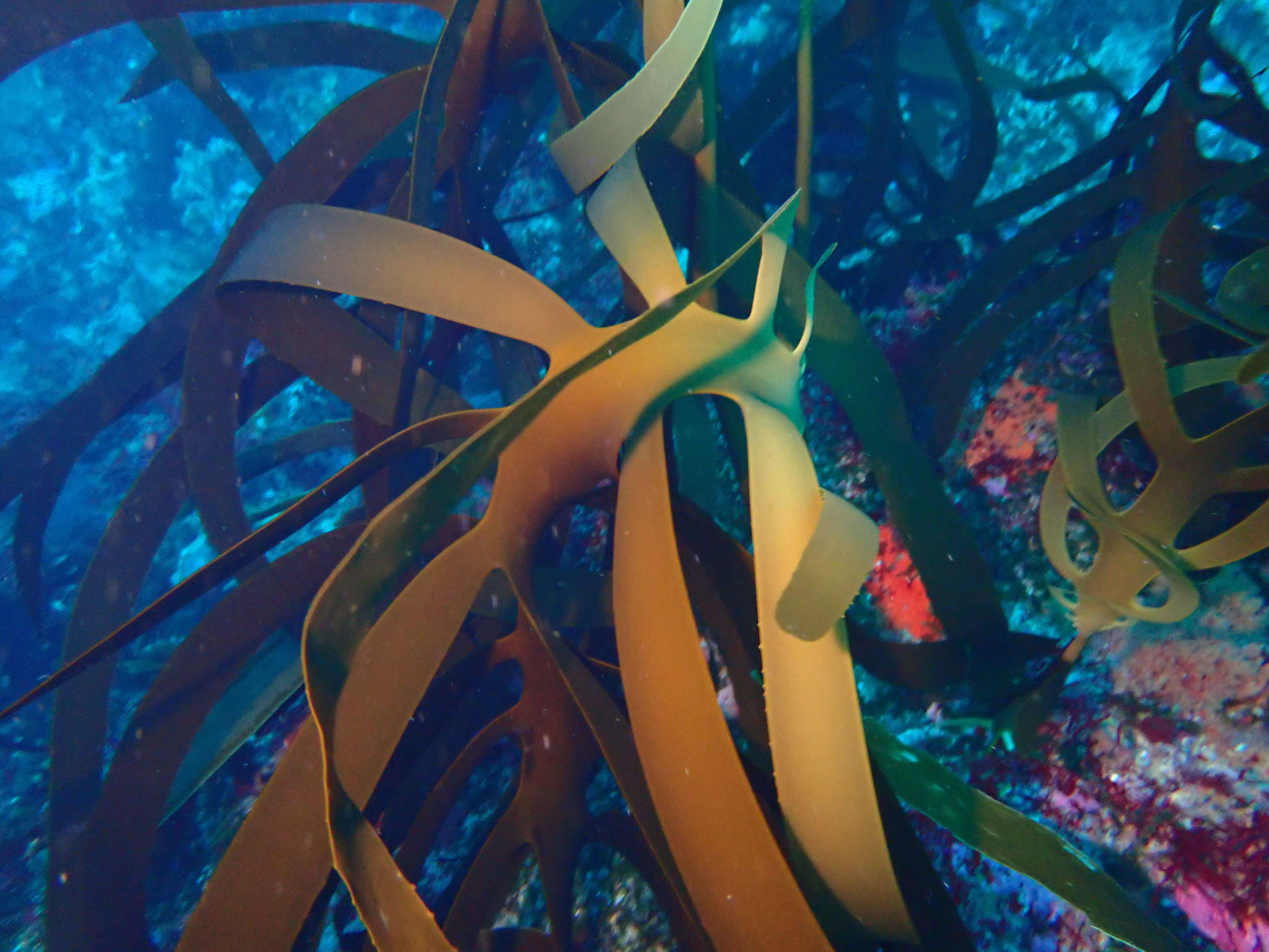 Image of Leathery yellow brown kelp