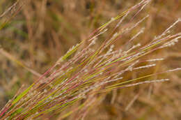 Image de Schizachyrium scoparium (Michx.) Nash