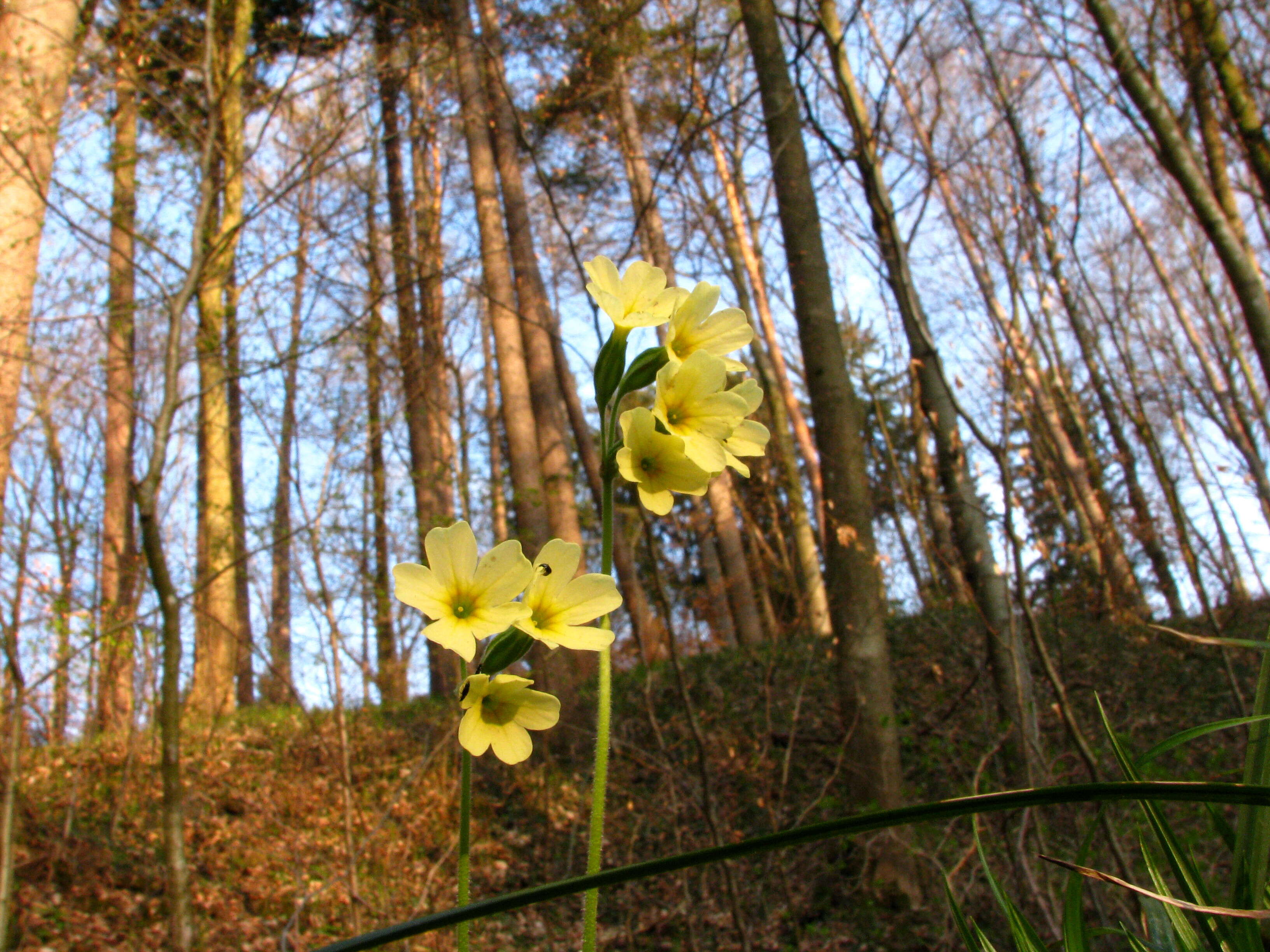 Image of oxlip