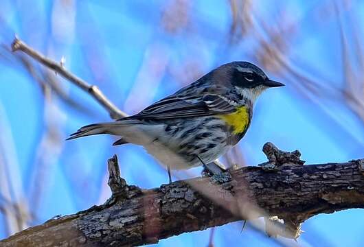 Image of Myrtle Warbler