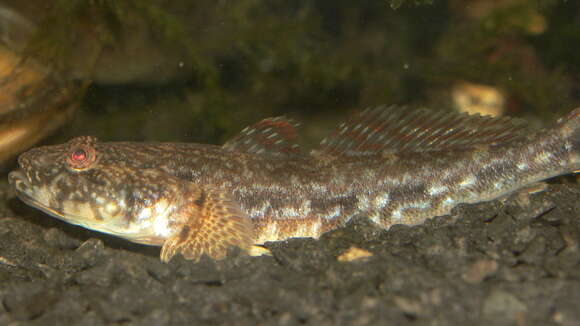 Image of Bighead goby